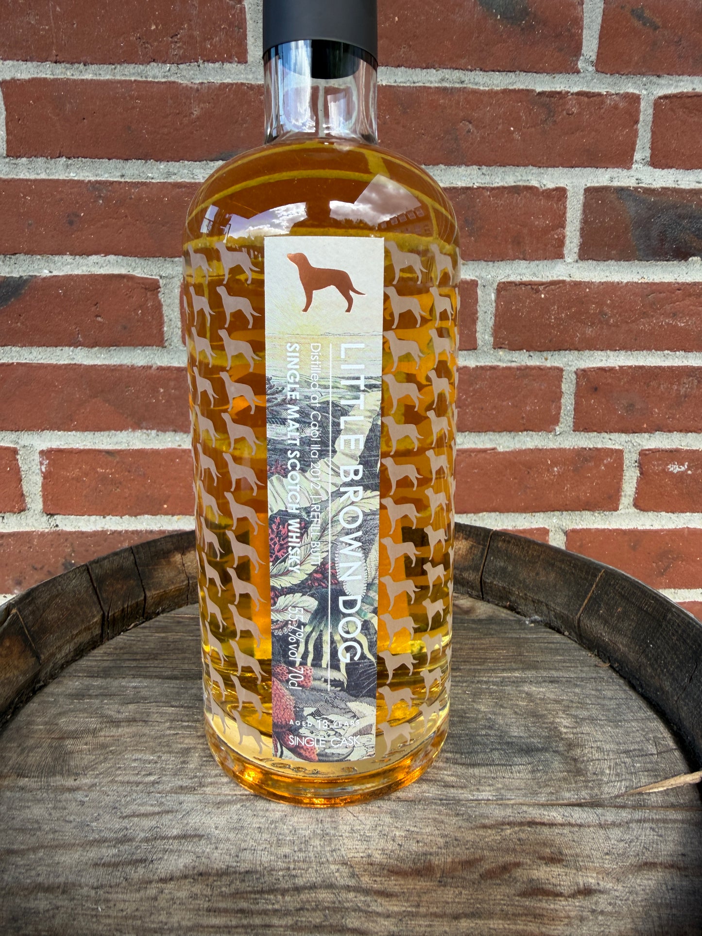 Cail Ila 2012 13 år 55,7% Little Brown Dog